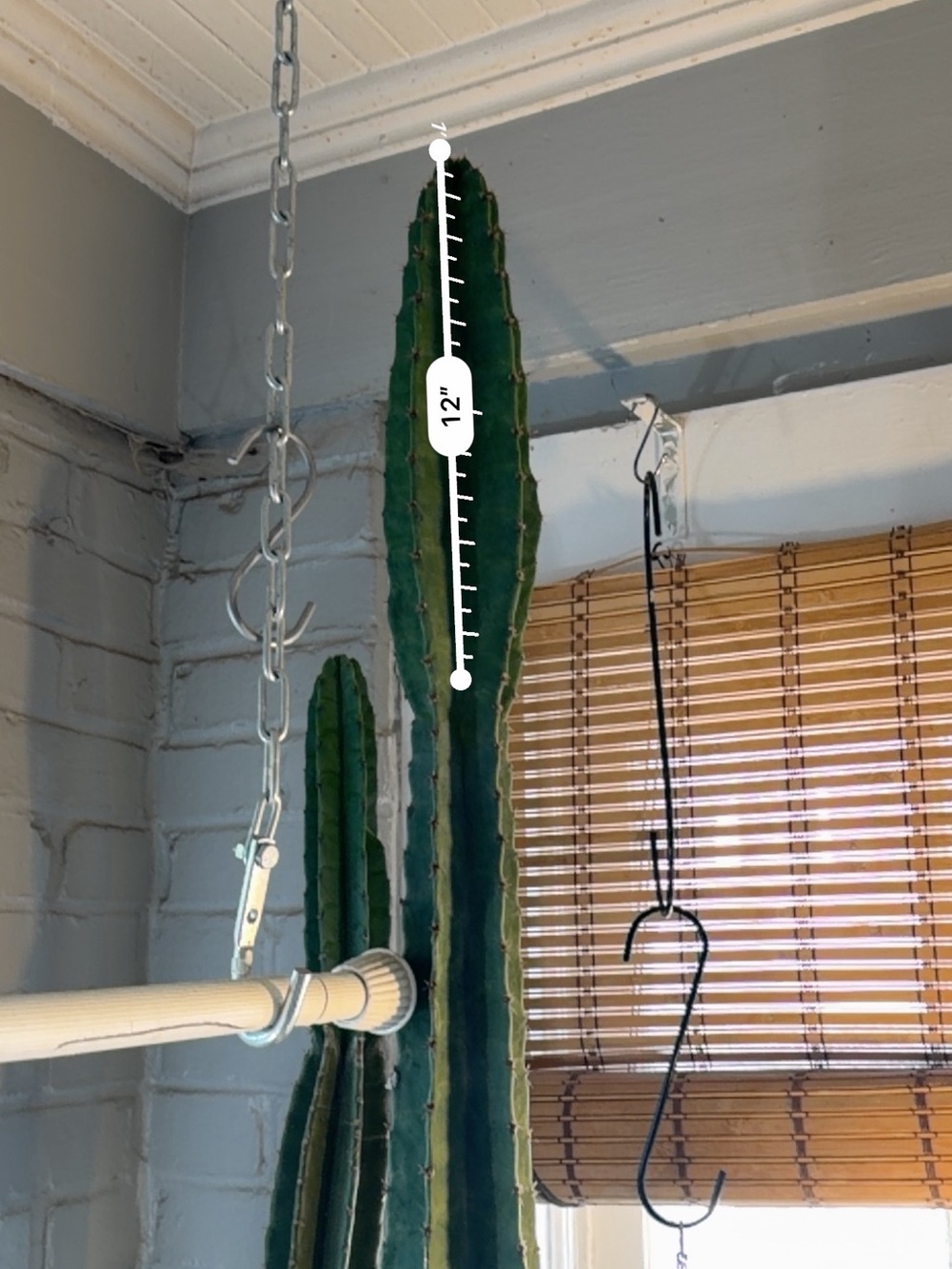 Peruvian Apple Cactus Clipping-